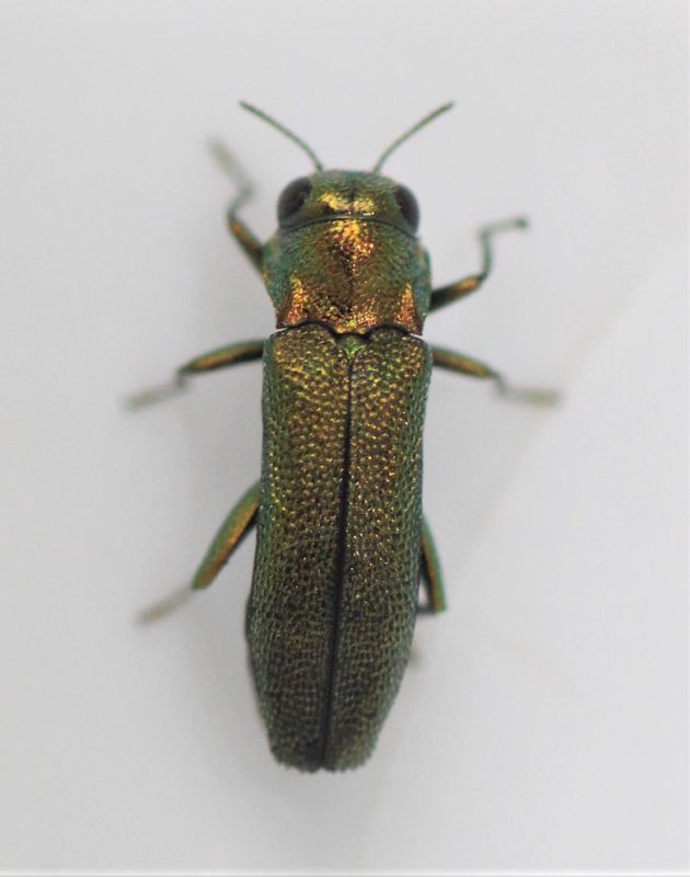 Agrilus2_1.JPG