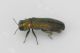 Agrilus2_3.JPG