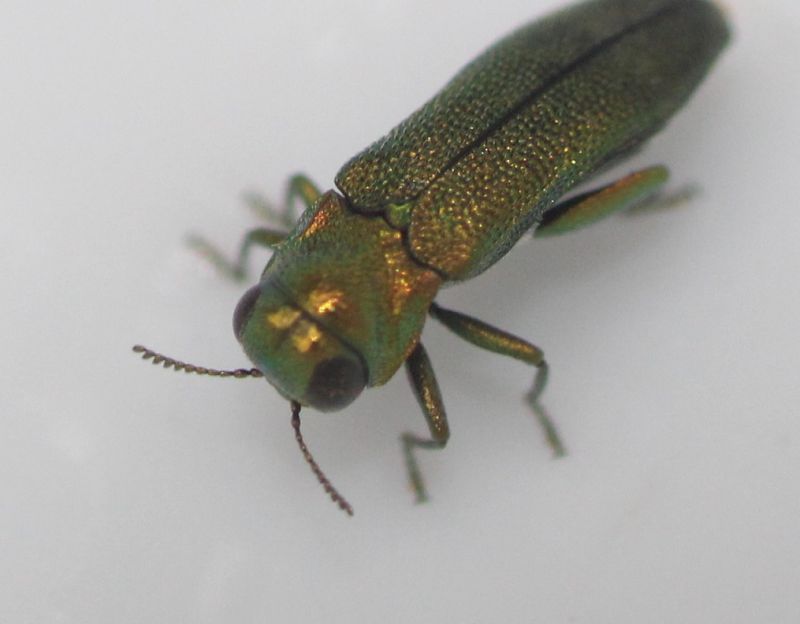 Agrilus2_4.JPG