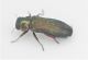 Agrilus1_2.JPG