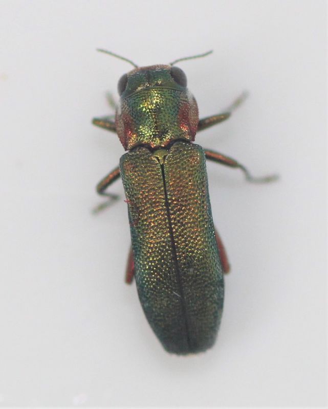 Agrilus1_3.JPG