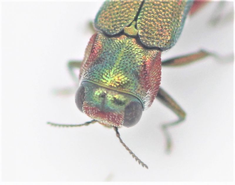 Agrilus1_4.JPG