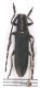 Agapanthia-levidiDSC_0913RID.jpg