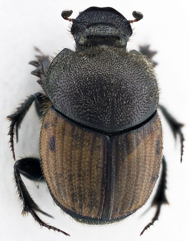 Onthophagus-1.jpg