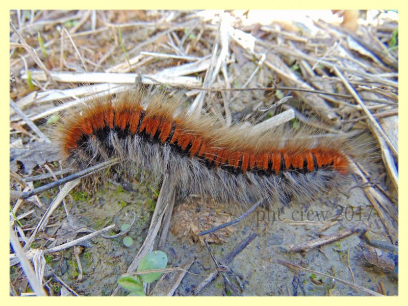 probabile larva Macrothylacia rubi (2).JPG