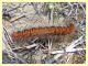 probabile larva Macrothylacia rubi (1).JPG