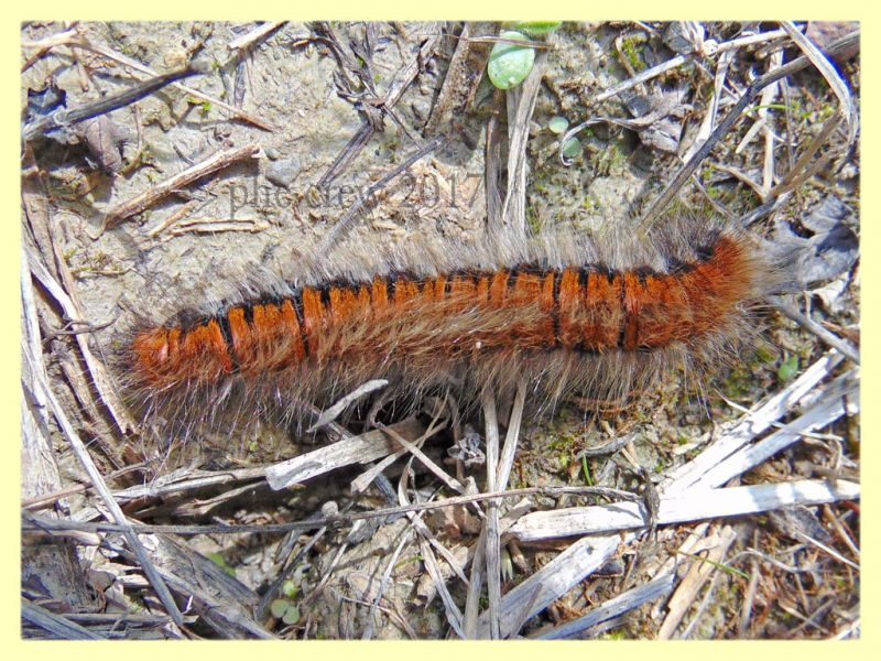 probabile larva Macrothylacia rubi (1).JPG