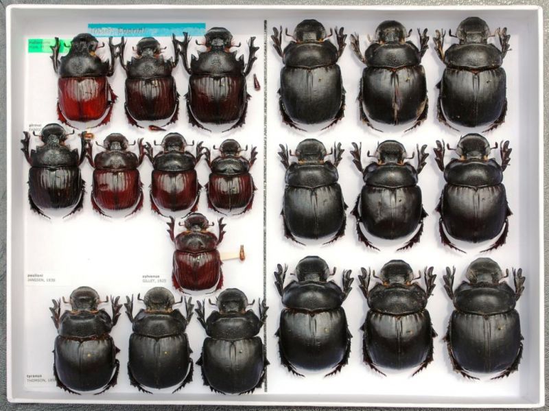 Scarabaeidae 73.JPG