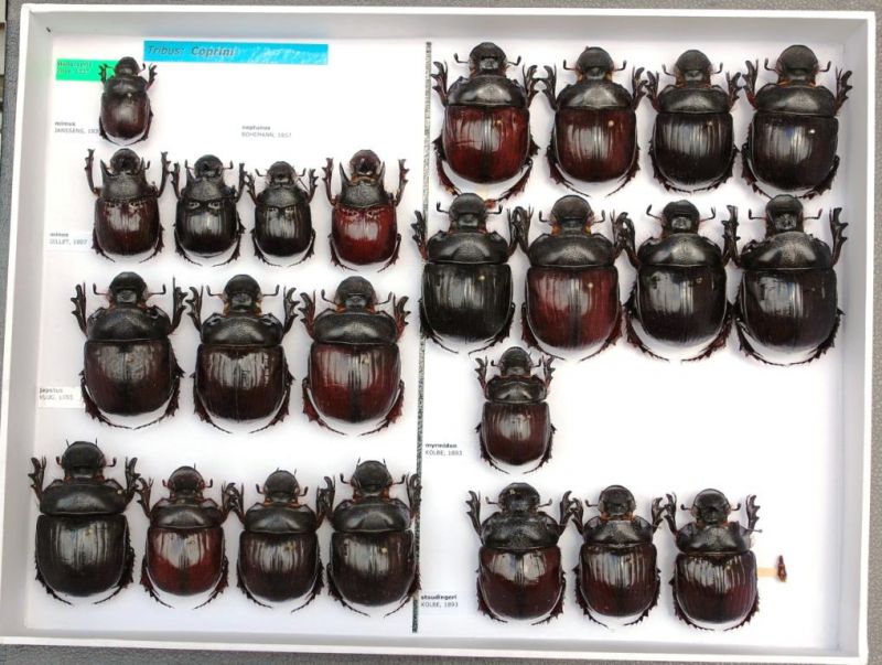 Scarabaeidae 72.JPG