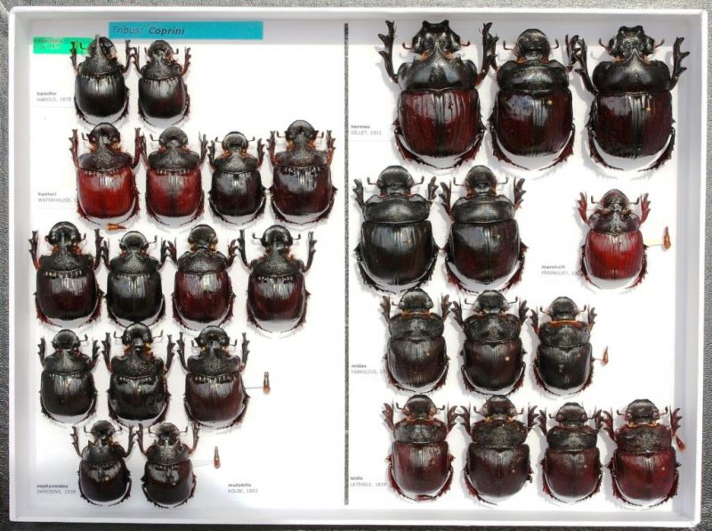 Scarabaeidae 71.JPG