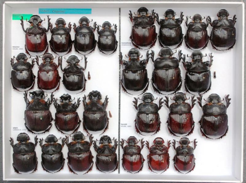 Scarabaeidae 70.JPG