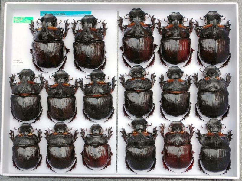 Scarabaeidae 69.JPG