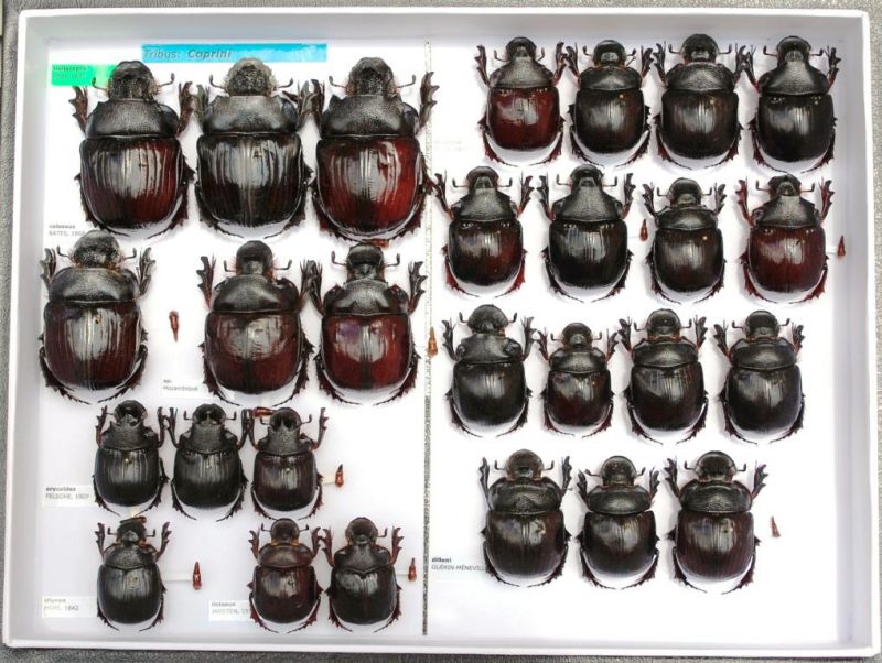 Scarabaeidae 68.JPG