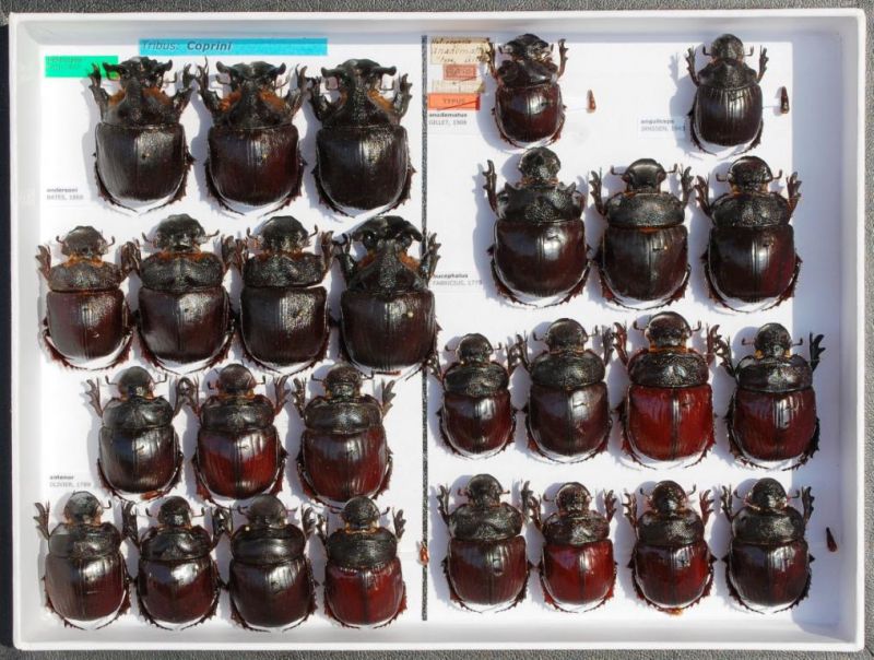 Scarabaeidae 67.JPG