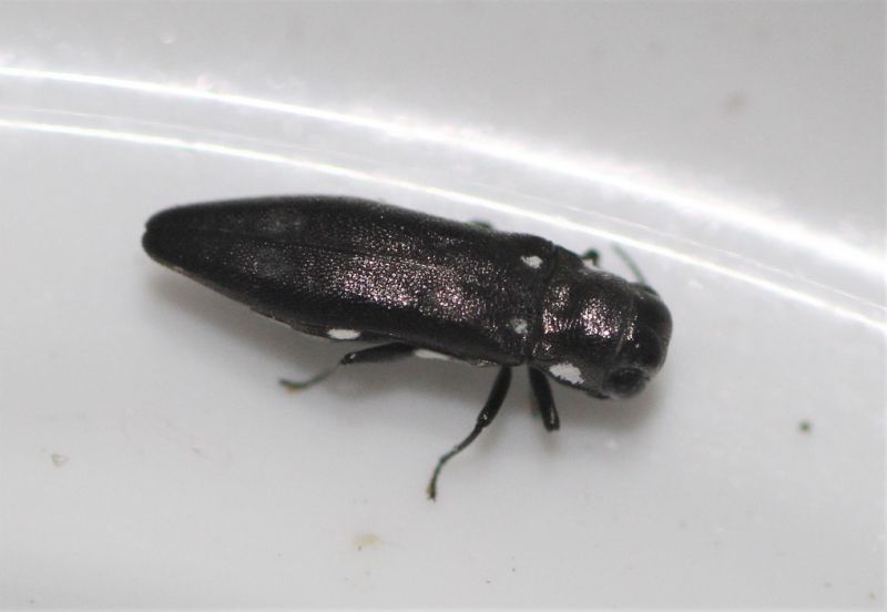 Agrilus3_1.JPG