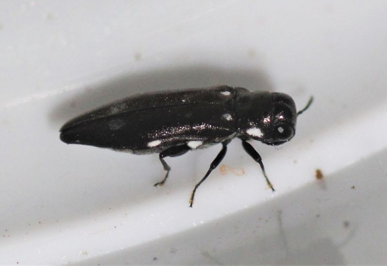 Agrilus3_3.JPG