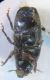 Scolytus 004 A.jpg