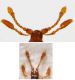 Bryaxis latebrosus (Reitter, 1884) (N).jpg