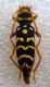 Plagionotus arcuatus (Linnaeus, 1758).JPG