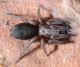 Platamona300917 006mod.jpg