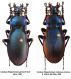 Carabus (Megodontus) germarii subsp. fiorii Born, 1901 - Kopie.JPG