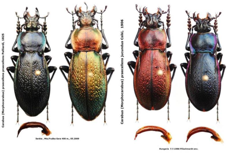 Carabus (Morphocarabus) praecellens Palliardi, 1825 - Kopie.JPG