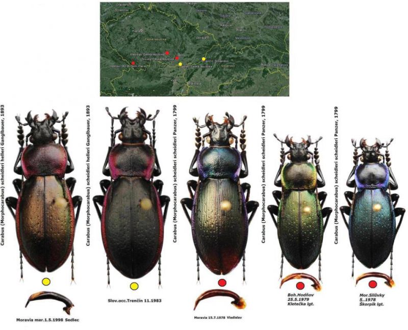 Carabus (Morphocarabus) scheidleri helleri Ganglbauer,  1893.JPG