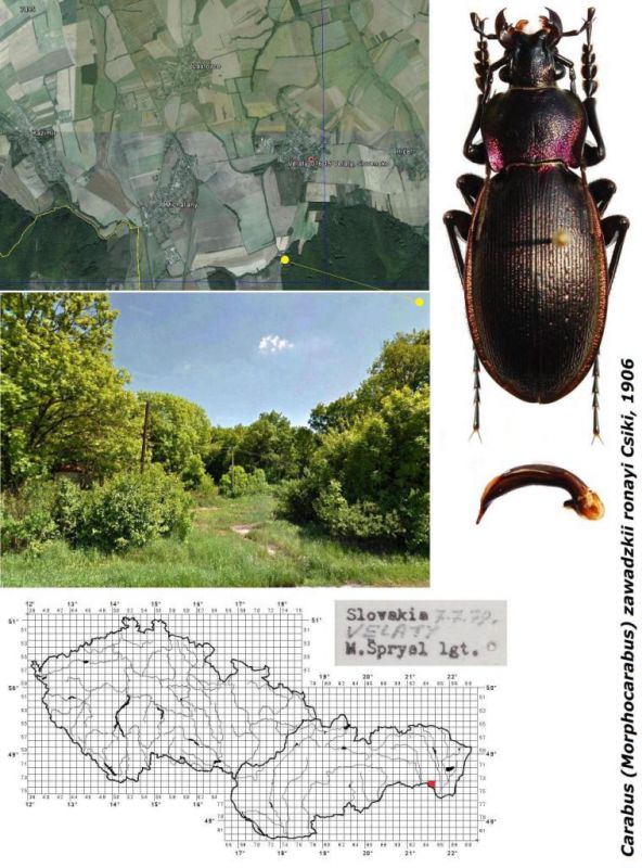 Carabus (Morphocarabus) zawadzkii ronayi  Csiki, 1906.jpg