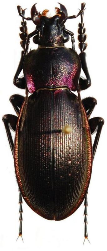 Carabus (Morphocarabus) zawadzkii ronayi Csiki, 1906.jpg