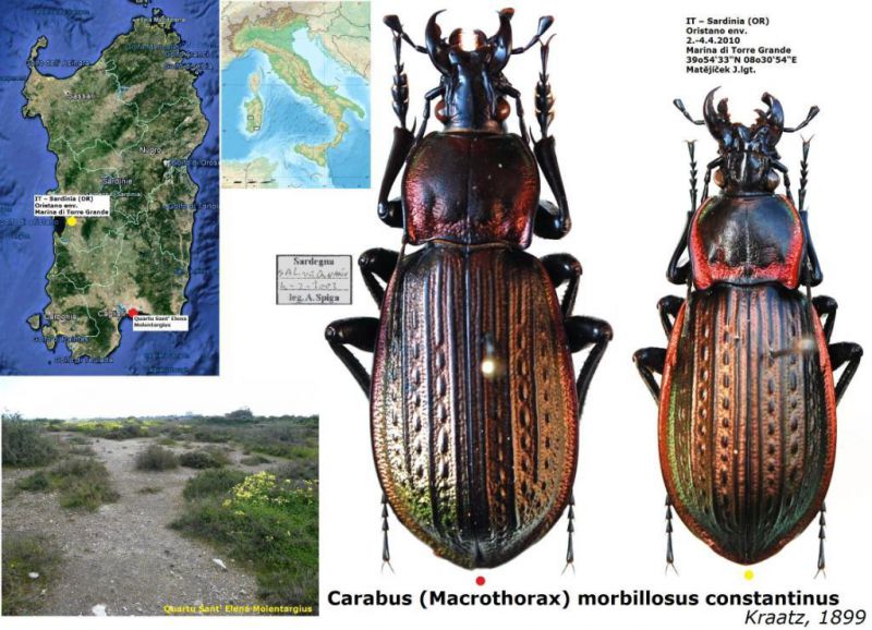 Carabus (Macrothorax) morbillosus constantinus Kraatz, 1899.jpg