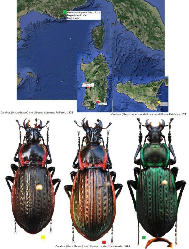 Carabus (Macrothorax) morbillosus morbillosus Fabricius, 1792.jpg