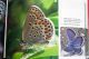 Plebejus-trappi.jpg