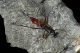 Ichneumonidae2.jpg