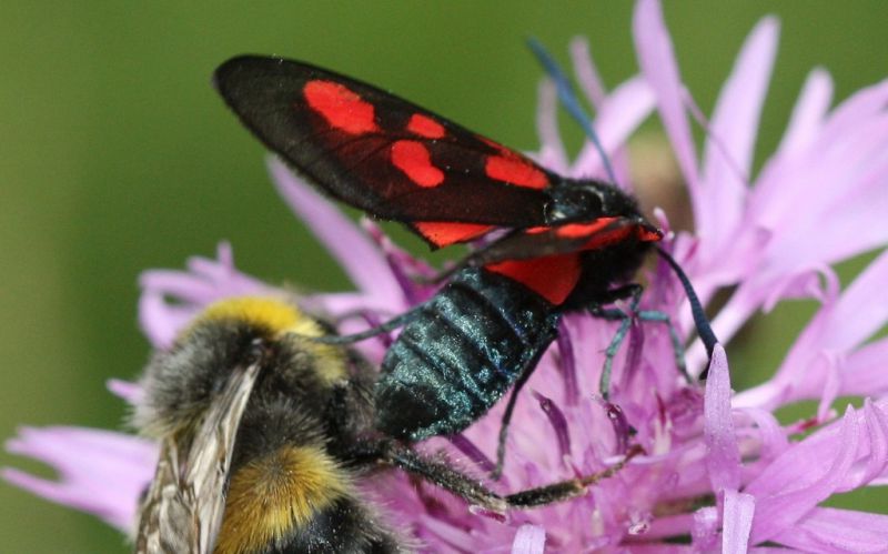 zygaena_viciae_1b.jpg