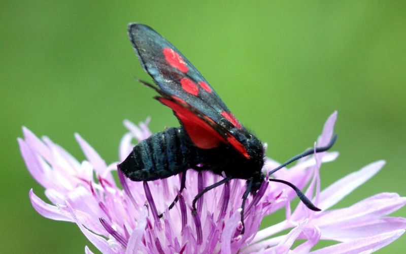 zygaena_viciae_1c.jpg