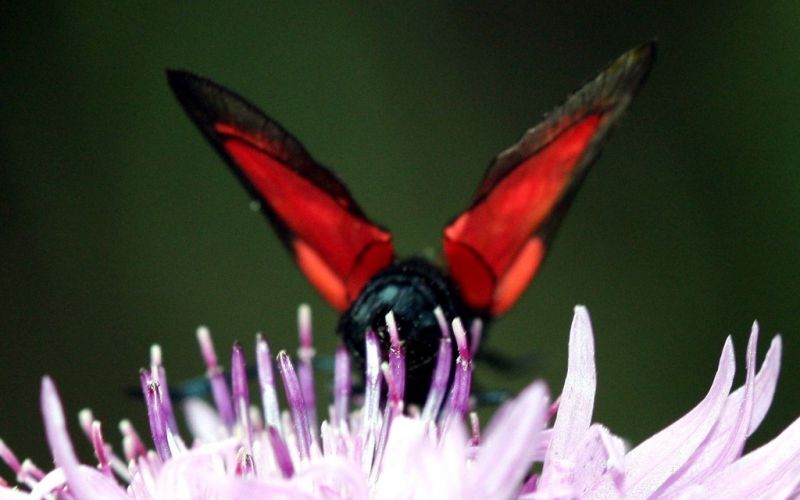 zygaena_viciae_1d.jpg