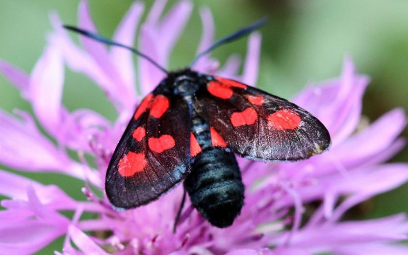 zygaena_viciae_1e.jpg