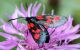 zygaena_viciae_1f.jpg
