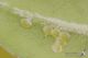 IMG_5121_Cydalima_perspectalis_s.jpg
