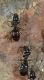 lagoliscia030517 011mod2.jpg