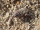 Maccarese_10-10-2017_TG4_008.JPG