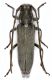 Cerambycidae-Igoumenitsa-1.jpg