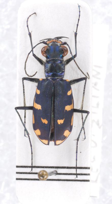 Cicindela-Turkana1DSC_0911RID.jpg