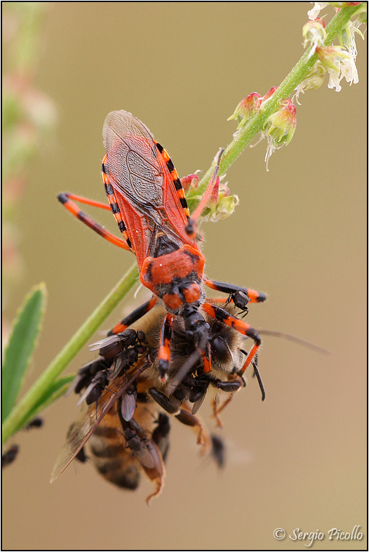 Rhynocoris-sp-predazione-20130703-006-JWf.jpg