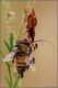 Rhynocoris-sp-predazione-20130703-004-JVWf.jpg