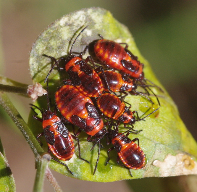 IMGP9904_red_Heteroptera_nymphs_sm.JPG