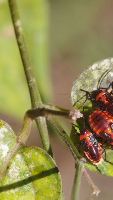 IMGP9904_red_Heteroptera_nymphs_sm2.JPG