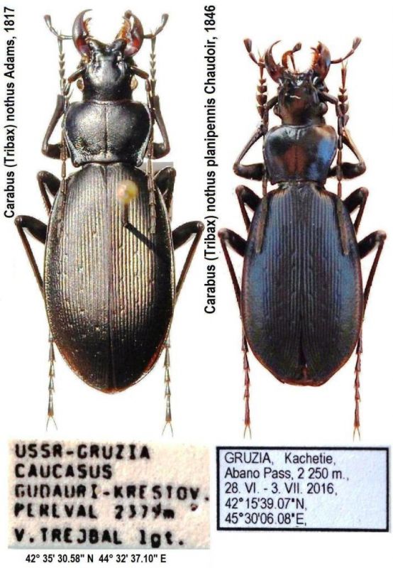 Carabus (Microtribax) nothus.JPG