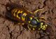 vespula.jpg