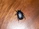 Protaetia sp 026.JPG